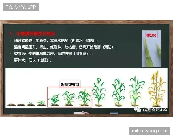 深度解析篮球比赛中持球五秒违例的规则定义与具体判罚标准